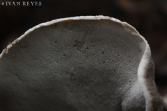 Boletopsis subsquamosa