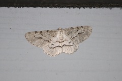 Stenoporpia pulmonaria