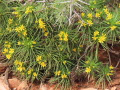 Euryops brevipapposus