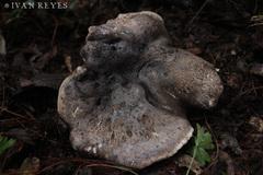 Boletopsis subsquamosa