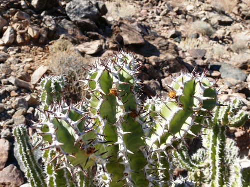 Euphorbia virosa ssp. virosa