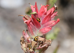 Hippodamia parenthesis