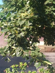Tilia cordata