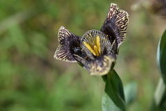 Tigridia vanhouttei