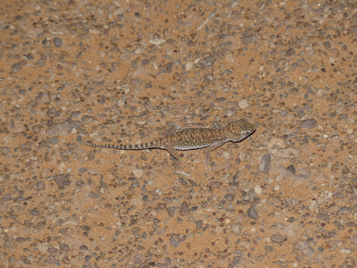 Stenodactylus petrii