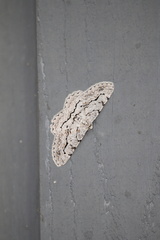 Stenoporpia pulmonaria