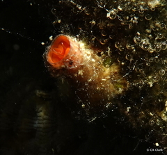 Vermetoidea