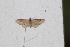 Eupithecia unicolor