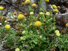 Oncosiphon sabulosus