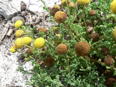 Oncosiphon sabulosus