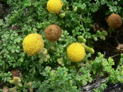 Oncosiphon sabulosus