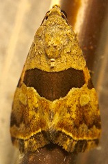 Cobubatha lixiva