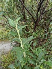 Salix alaxensis