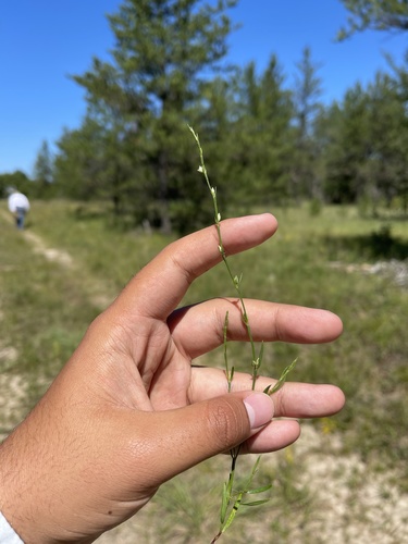 Coastal jointweed (Polygonella articulata)