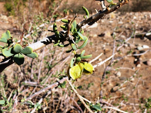 Anisostigma schenckii image