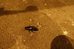 Periplaneta japonica