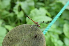Sympetrum infuscatum