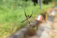Argiope amoena