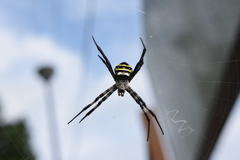 Argiope amoena