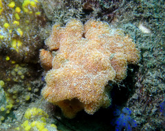 Aplidium benhami