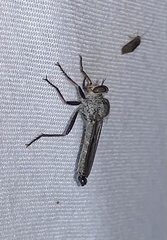 Neomochtherus willistoni