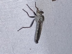 Neomochtherus willistoni