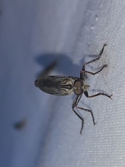 Neomochtherus willistoni