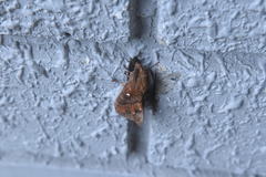 Dendrolimus superans