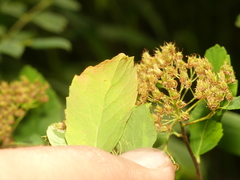 Spiraea stevenii