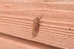 Dendrolimus superans