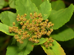 Spiraea stevenii