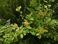 Spiraea stevenii