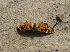 Phyciodes tharos orantain
