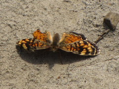 Phyciodes tharos orantain