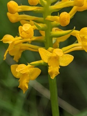 Platanthera integra