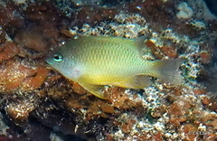 Chrysiptera oxycephala