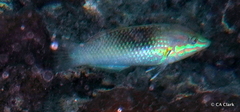 Halichoeres chloropterus