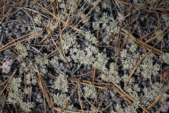 Eriogonum wrightii subscaposum