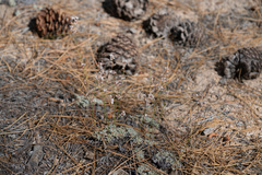 Eriogonum wrightii subscaposum