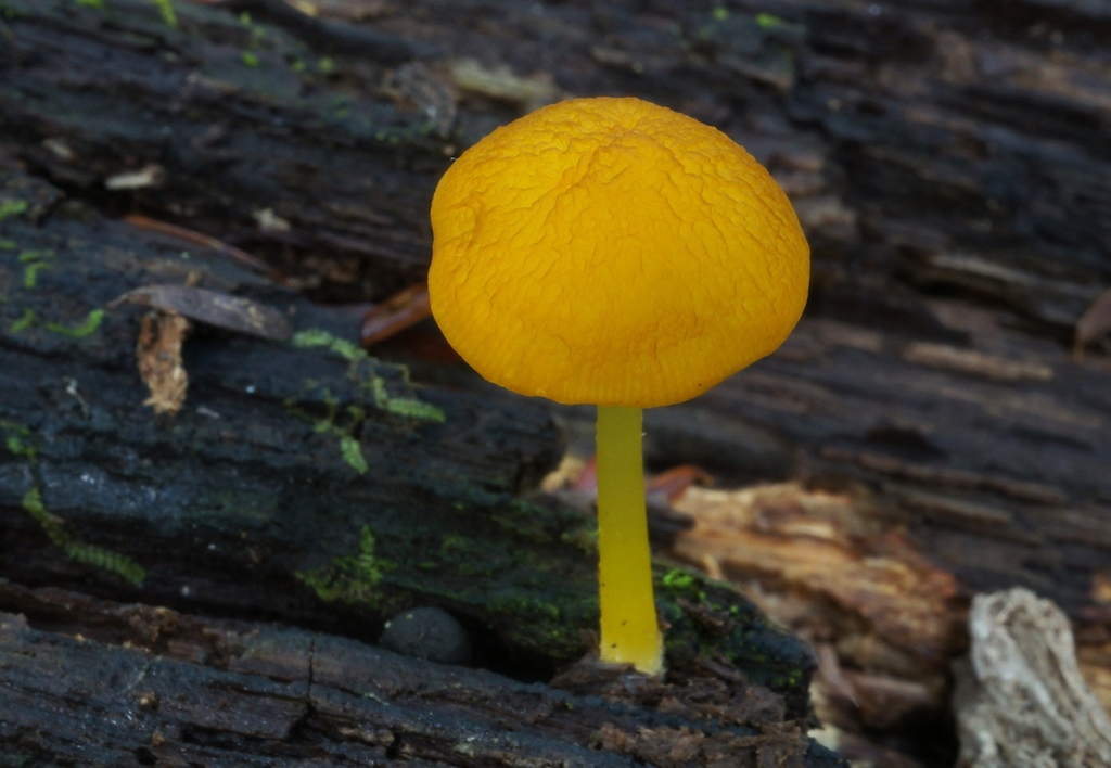 Pluteaceae