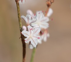 Eriogonum wrightii subscaposum