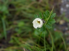 Anemone parviflora