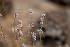 Eriogonum wrightii subscaposum