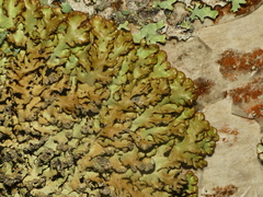 Hypogymnia bitteri