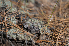 Eriogonum wrightii subscaposum