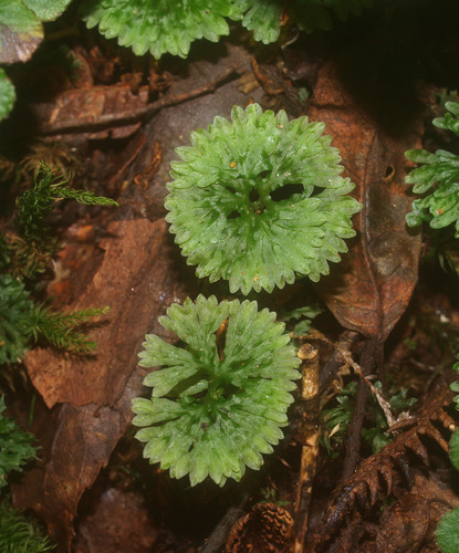 Hymenophytaceae