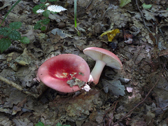 Russula lepida