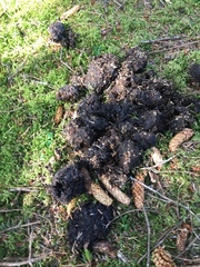 Ursus arctos middendorffi