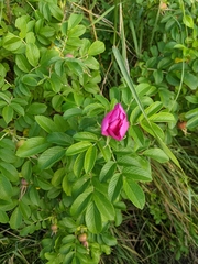 Rosa rugosa