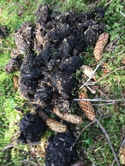 Ursus arctos middendorffi